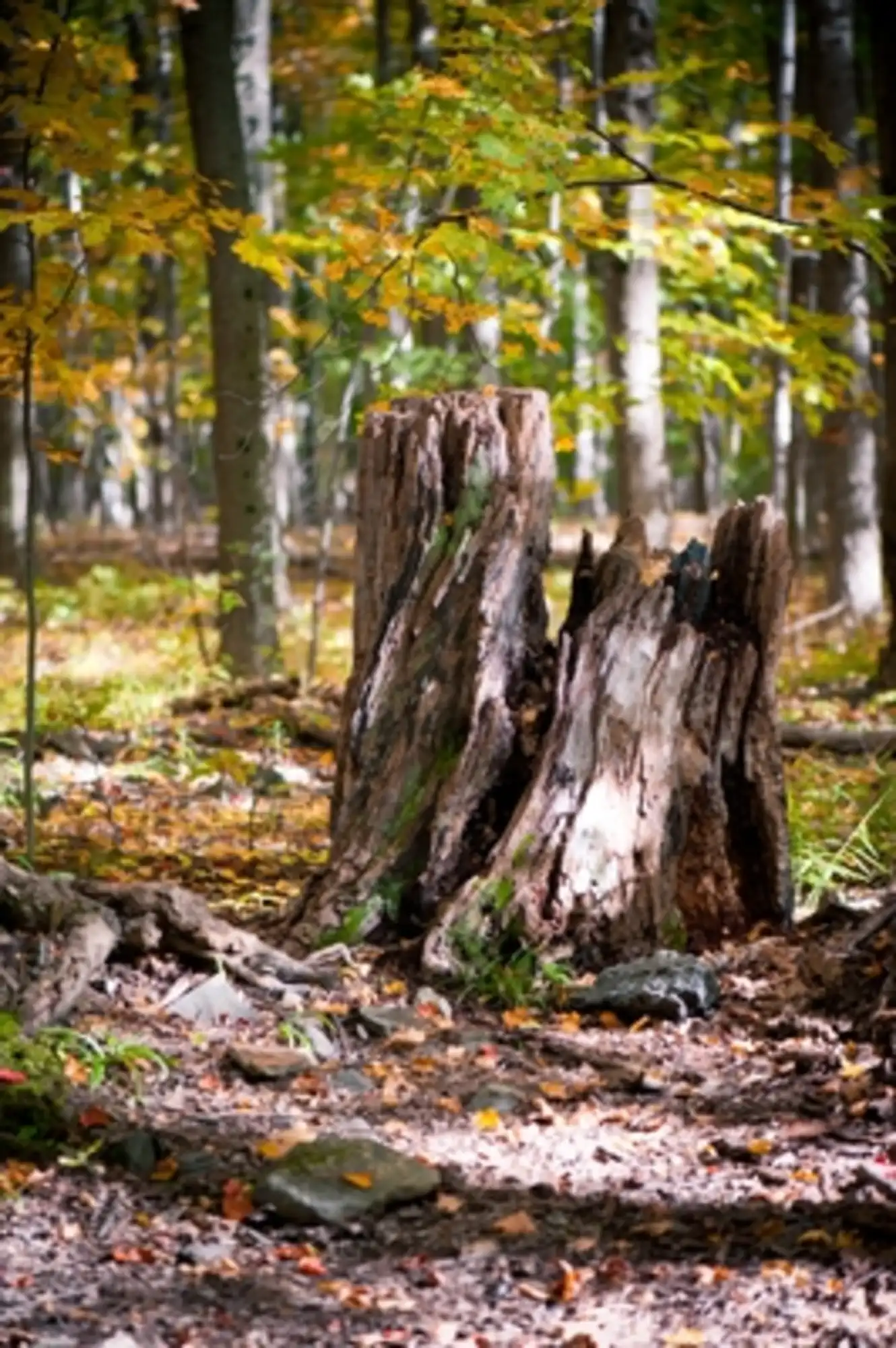  Autumn Canada 00002