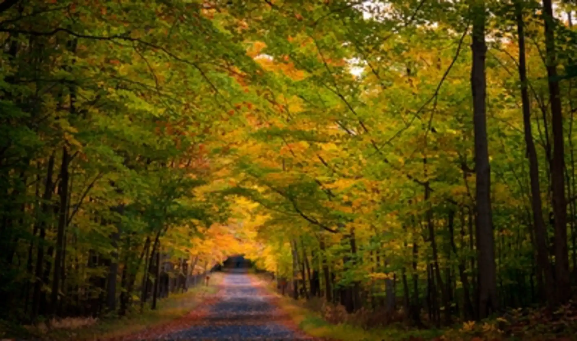 Autumn Canada 00011