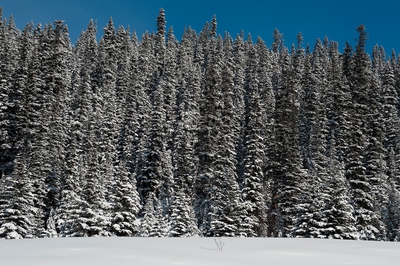  Pines In Snow Winter Banff