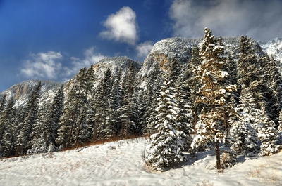  Winter Forest Banff