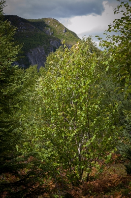  25 Hiking Trail Mont Du Lac Des Cygnes