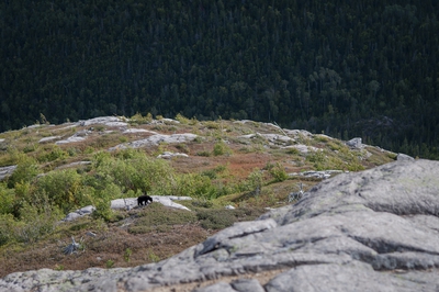  36 Hiking Trail Mont Du Lac Des Cygnes Summit Bear