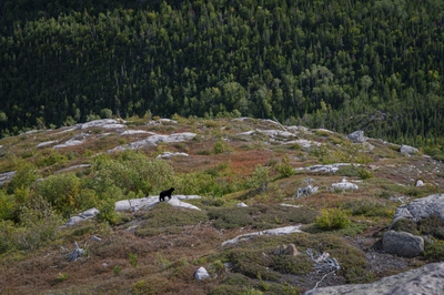  37 Hiking Trail Mont Du Lac Des Cygnes Summit Bear