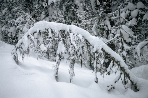  Lake Louise Winter 00005
