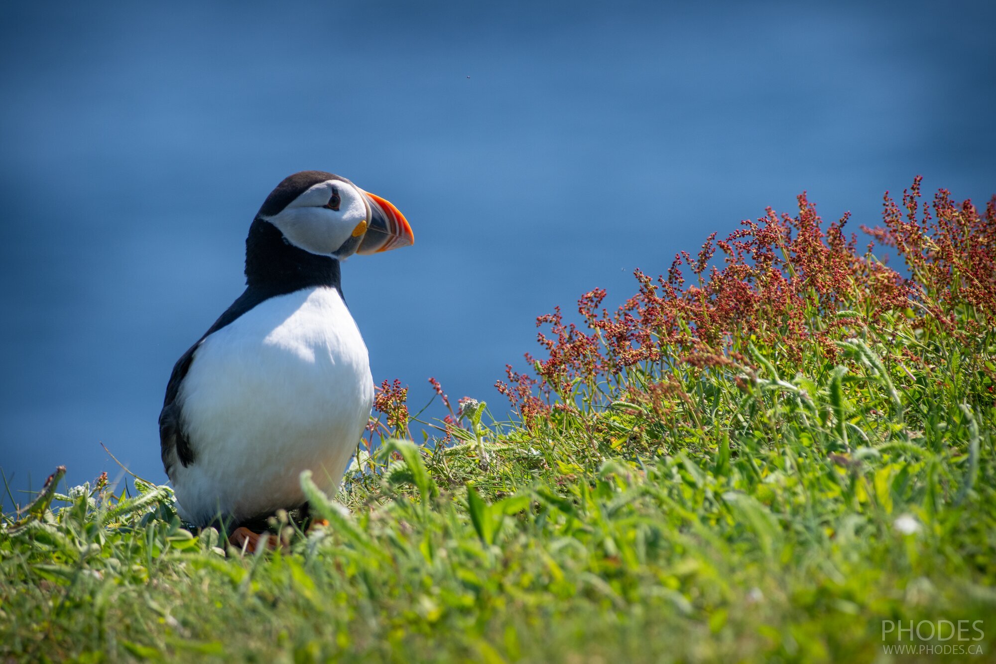 Puffins, Newfoundland