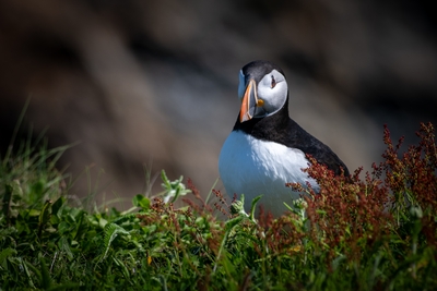  Puffin 00003