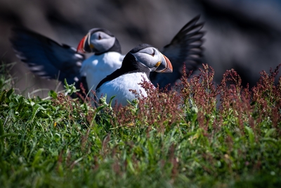  Puffin 00004