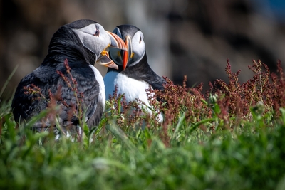  Puffin 00005