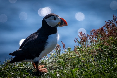  Puffin 00006