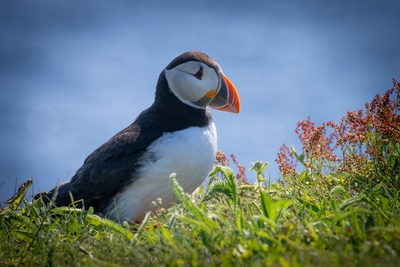  Puffin 00007