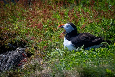  Puffin 00014