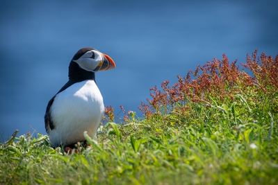  Puffin 00015