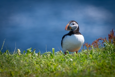  Puffin 00016