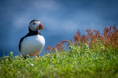  Puffin 00017