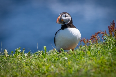  Puffin 00018