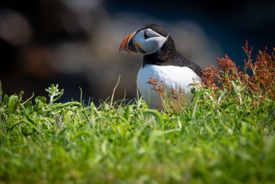  Puffin 00019