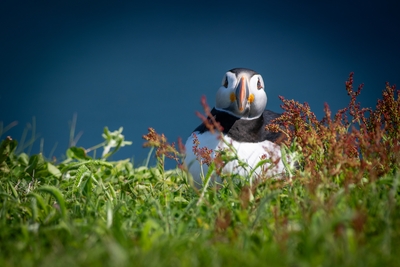  Puffin 00020