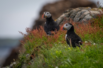  Puffin 00027