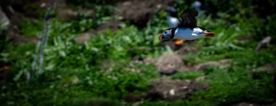  Puffin 00033