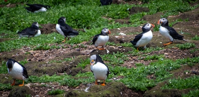  Puffin 00034